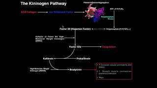 Coagulation  The Kininogen Pathway amp Bradykinin [upl. by Fiedling738]