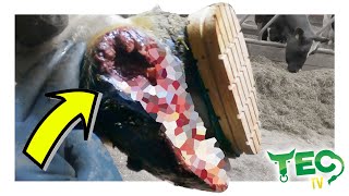 LARGE GAPING HOLE in COWS HOOF 😱 SOLE FRACTURE  Hoof of the Week [upl. by Guerra712]