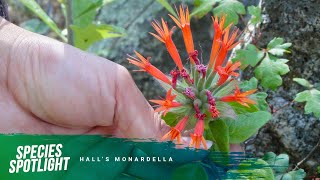 Species Spotlight Halls monardella [upl. by Chris]