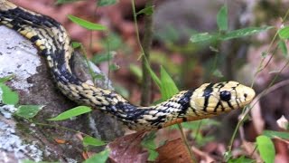 Rasgos de la Serpiente Cazadora o Granadilla  TvAgro por Juan Gonzalo Angel [upl. by Waterer]