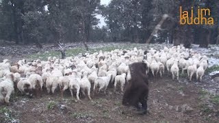 milking sheep  झरिमा गोठालो दुध दुहदै  sheep farm [upl. by Giustina]