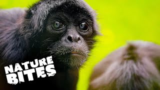 Meet the 50 Years Old Spider Monkey  The Secret Life of the Zoo  Nature Bites [upl. by Aleek]