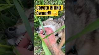 Coyote Biting Owner  OUCH [upl. by Gaither]