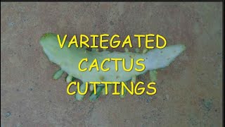 Variegated Cactus Cutting 🌵👻🌵 [upl. by Upton]