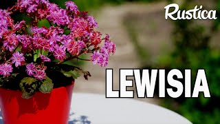 Le lewisia une plante grasse résistante [upl. by Areehs655]