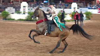 Scottsdale Arabian Horse Show Park Championship ATR 2022 [upl. by Pretrice]