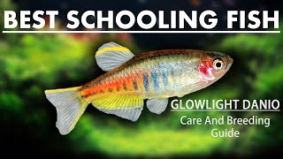 Glowlight Danios  Breeding amp Care Guide Best Freshwater Schooling Fish For Your Aquarium [upl. by Oira212]