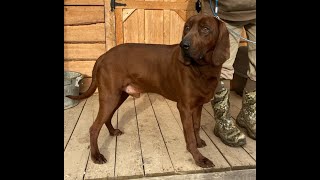 Dont watch this if you are squeamish REDBONE COONHOUND PUPPIES DUE VERY SOON [upl. by Eelarac]