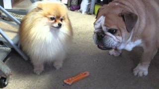 Dogs fight over toy bone [upl. by Ehling]