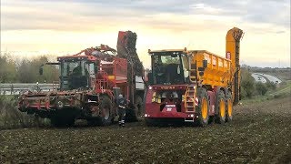 Zuckerrübenernte • Rüben roden • 2018 • Vredo VT55183 HAWE • Holmer T3 • MF 7626 [upl. by Matta]