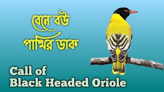 bene bou pakhir dak  call of black headed oriole Oriolus xanthornus [upl. by Rashidi]