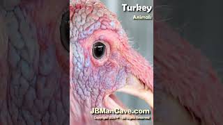 TURKEY Bird Sound JBManCavecom Shorts [upl. by Anerok]