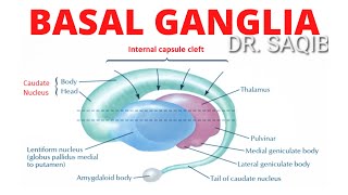 Basal Ganglia  Structure and Function  Neuroanatomy [upl. by Ragucci]