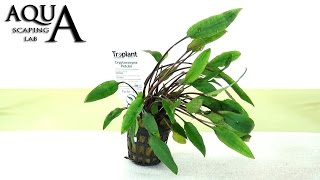 Aquascaping Lab  CRYPTOCORYNE Aquatic Plant technical description and management all varieties [upl. by Alleda]