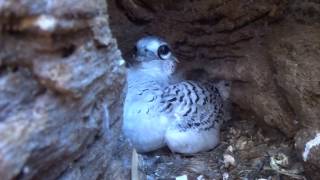 Bébé Paille en queue sur lîle Plate [upl. by Assennav]