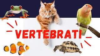 ANIMALI VERTEBRATI  la classificazione dei vertebrati spiegata ai bambini della scuola primaria [upl. by Littlejohn566]