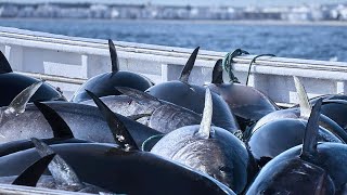 Amazing Giant Bluefin Tuna Catching on The Sea With Modern Big Boat  Fastest Tuna Fishing Net [upl. by Nozicka]