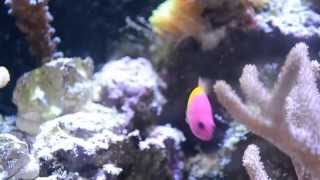 Bicolor Dottyback Care [upl. by Anaiviv]