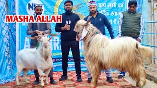 Biggest Kashmiri Bakra Top Quality Saanen At Al Mira Goat Farm Sikandrabad UP [upl. by Ademordna]