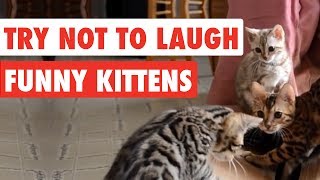 99 Lose this TRY NOT TO LAUGH Challenge  Funny Kittens Video [upl. by Aidni]