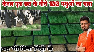 सस्ता हरा चारा अब घर पर ऐसे उगाएHydroponic Fodder Farming System Hydroponic Grass agritech master [upl. by Hcib818]