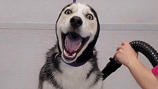 Hilarious dramatic Husky throws a temper tantrum [upl. by Erised852]