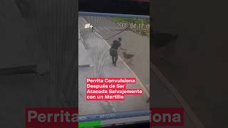 Perrita convulsiona después de ser atacada salvajemente con un martillo  N Shorts [upl. by Pokorny383]