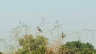 how to Red whiskered bulbul singing different songs [upl. by Akemihs]