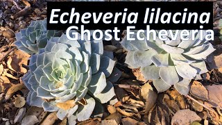 Echeveria lilacina Succulent  Growing Propagating Care amp Identification Ghost Echeveria Plant [upl. by Wearing]