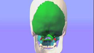 Maxillae Palatines and Hard Palate by Tad Wanveer LMBT CSTD [upl. by Moya103]