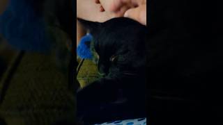 ASTHMATIC PURRING blackcat catlover purring purringcat asthma asthmatic happycat sleepycat [upl. by Elicec853]