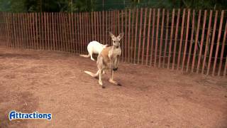 Meet kangaroos and wallabies in Walkabout Way at Busch Gardens Tampa Bay [upl. by Acinoreb]