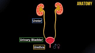 Urinary System Structures amp Walls  Anatomy [upl. by Lehcer608]