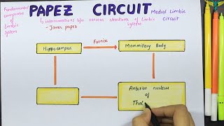 Papez circuit  Medial limbic Circuit  Connections  Function [upl. by Ttennej916]