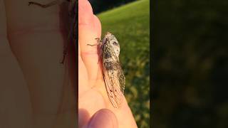 Huge cicada Washington DC [upl. by Arannahs322]