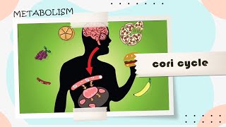 12 cori cycle amp glucose alanine cycle [upl. by Minoru]