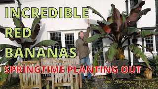 Incredible Red Bananas Ensete Ventricosum Maurelii Abyssinian Red Banana SPRINGTIME PLANTING OUT [upl. by Hegarty]