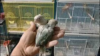 Crías de Pyrrhura Molinae Canelas Manejables ¡Conviértelas en Aves Cariñosas [upl. by Egduj]