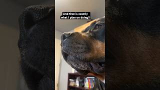 Zuko the Rottie has it under control 💯rottweiler rottie dogshorts dogs funny cutedogs doggo [upl. by Ahsilram]