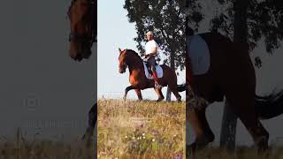 Lusitano horse with super movements and bloodlines at stud [upl. by Dunaville]