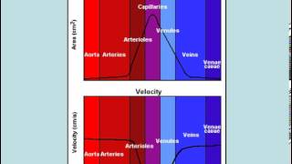 Blood Vessels Hemodynamics And Pressure  Part1 [upl. by Anilave]