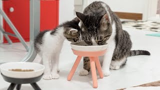 The Rescued Kitten Pushed His Head into a Bowl to Eat the Big Cats Food │ Episode17 [upl. by Hallutama]