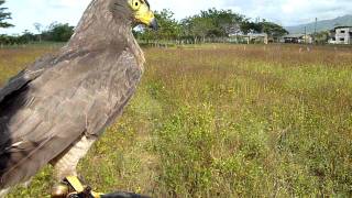 Lances de Rupornis Magnirostris Buteo a pajaritos 2 [upl. by Aenneea895]