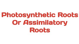 Photosynthetic Roots  Assimilatory Roots plants photosynthesis tinospora trapa taeniophyllum [upl. by Anderea354]