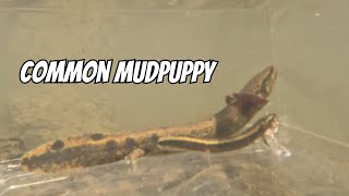 Common Mudpuppy Observation Tank  Necturus maculosus [upl. by Goldarina772]