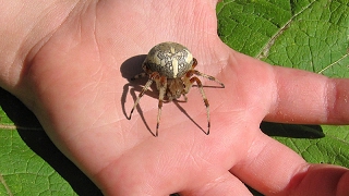 Пауккрестовик Araneus diadematus [upl. by Oisangi]