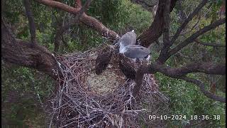 SE33 is 9 weeks 63 days old today 🥳 SeaEagleCAM4 Live Stream  09102024 [upl. by Rodoeht]