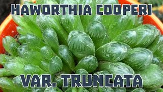 HAWORTHIA COOPERI VAR TRUNCATA [upl. by Tabby]