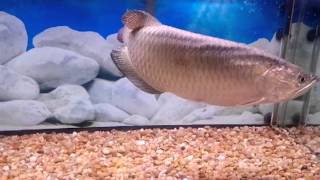 Jardini Arowana in 75 Gallon tank [upl. by Jethro88]