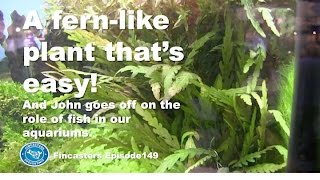 Hygrophila pinnatifida  A fern like plant thats easy to grow Fincasters episode 149 [upl. by Garratt]